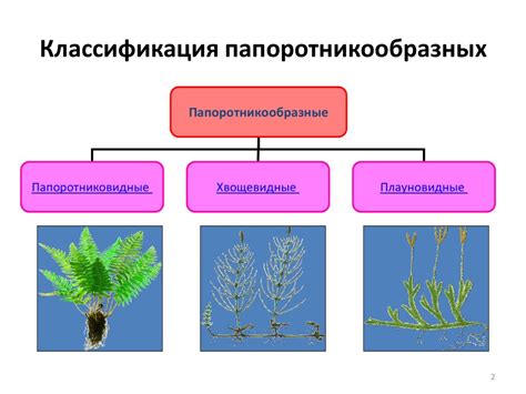 Растения: особенности строения и размножения