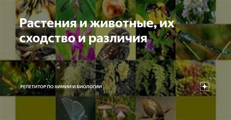 Растения и их сходство