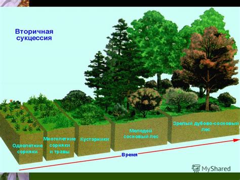 Растения и экосистема