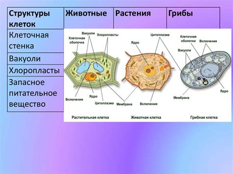 Растительная клетка: особенности и отличия