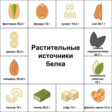 Растительные белки: особенности и различия с животными