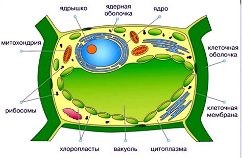 Растительные клетки