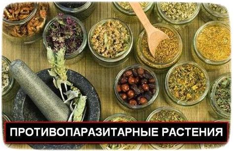 Растительные отвары, которые помогут избавиться от глистов