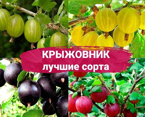 Расшифровка снов о ягодной культуре на кустарниках