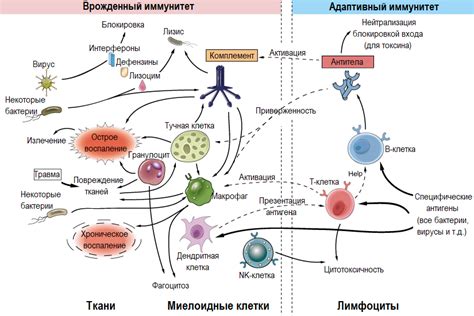 Реакция иммунной системы организма