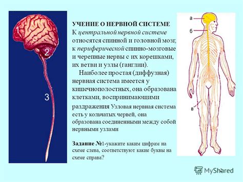 Реакция нервной системы на икоту