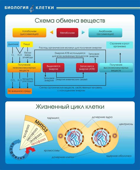 Регулирование обмена веществ