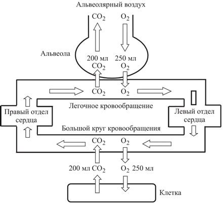 Регулирование уровня углекислого газа в организме