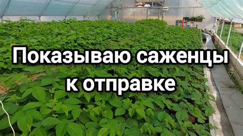 Регулярно проверяйте состояние капусты