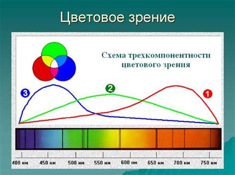 Регулярные паузы и упражнения для глаз