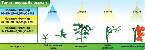 Регулярные подкормки и удобрения