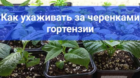 Регулярный уход за черенками