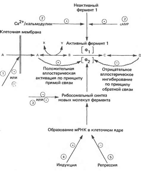 Регуляция и контроль реакции