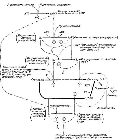 Регуляция процессов биосинтеза