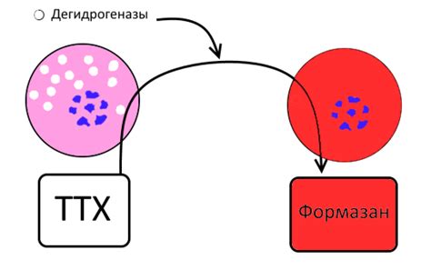 Рекомендации по использованию маллори окраски в гистологических исследованиях