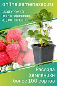 Рекомендации по поливу и удобрению для огурцов без боковых побегов