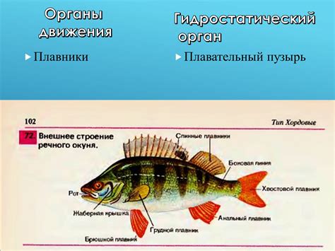 Рекомендации при сновидении о хищной рыбе в водной среде в прошлом