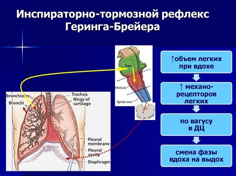 Рефлекс дыхания