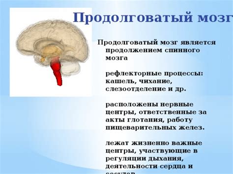 Рефлекторные процессы при волнении