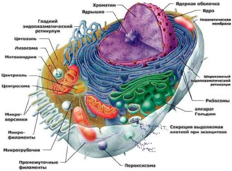 Рибосомы - основные структуры для синтеза белков в растительной клетке