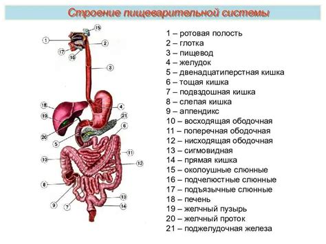 Риски для пищеварительной системы