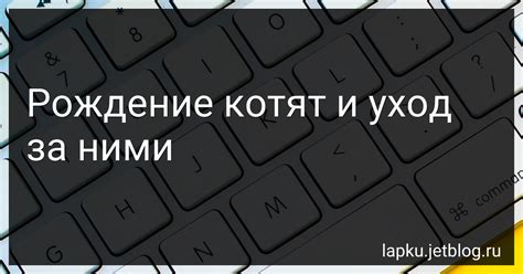 Рождение котят: знак благополучия и процветания в семье