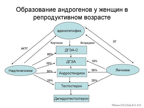 Ролевые указания для анализа на андрогены у женщин