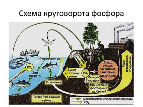 Ролевые функции фосфора