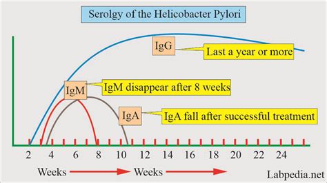 Роли и значения положительного IgM helicobacter pylori