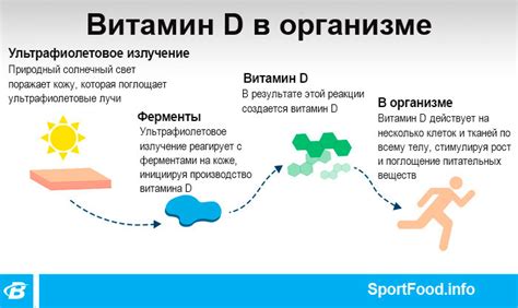 Роль витамина Д в организме