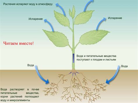 Роль воды в обмене веществ растений