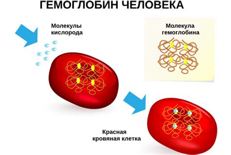 Роль гемоглобина в кровеносной системе