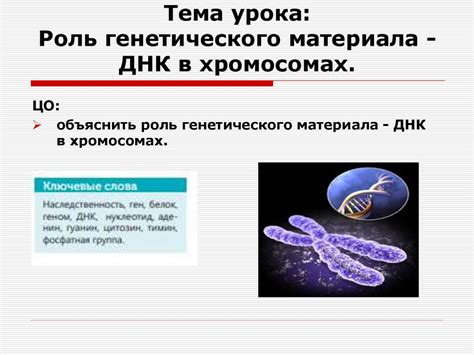 Роль генетического строения в развитии и физиологии