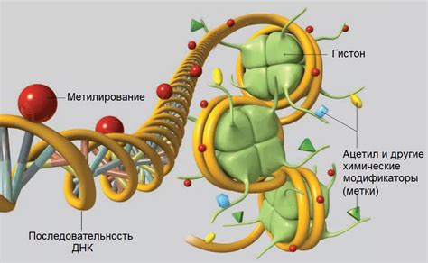 Роль гистонов в удержании ДНК