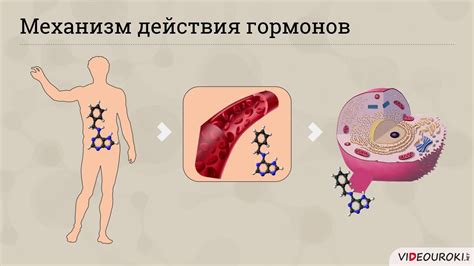 Роль гормонов Т3 и Т4 в обмене веществ