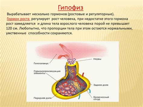 Роль гормонов в формировании груди