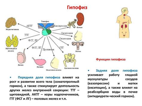 Роль гормонов и эндокринной системы в определении пола