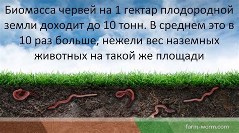 Роль дождевых червей в экосистеме: почему они настолько значимы для почвы и мужчин?