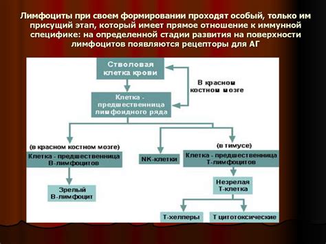 Роль иммуноглобулина Е в иммунной системе