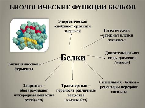 Роль и функции белков в организме