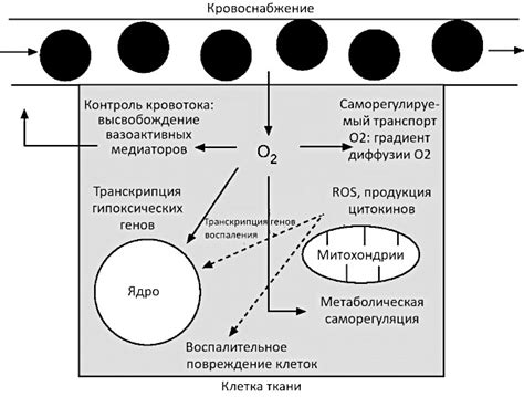 Роль кислорода в процессе окраски