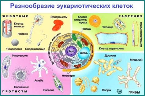 Роль клеток в формировании организмов