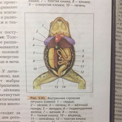 Роль клоаки в урогенитальной системе лягушки