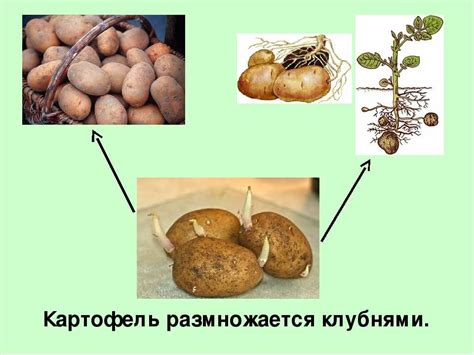 Роль клубней в размножении картофеля