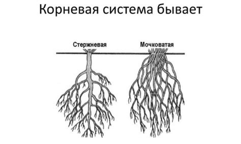 Роль корневой системы