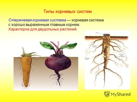 Роль корневых корнеплодов в размножении моркови