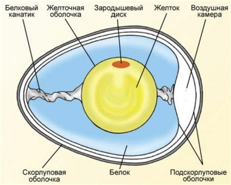 Роль куриного яйца в получении творога