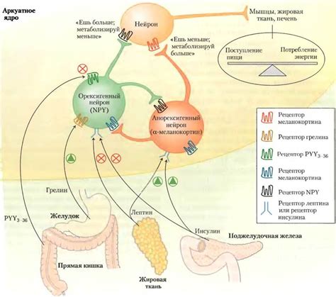 Роль лептина в регуляции аппетита и метаболизма