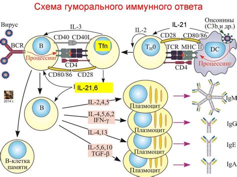 Роль лимфоцитов в иммунном ответе