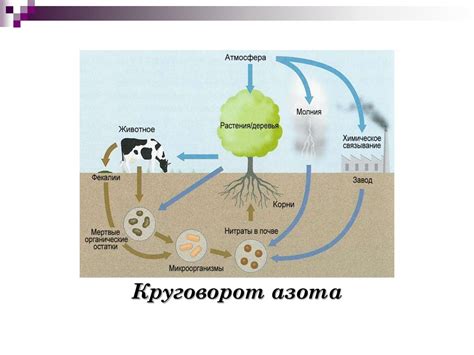 Роль микроорганизмов в экосистеме